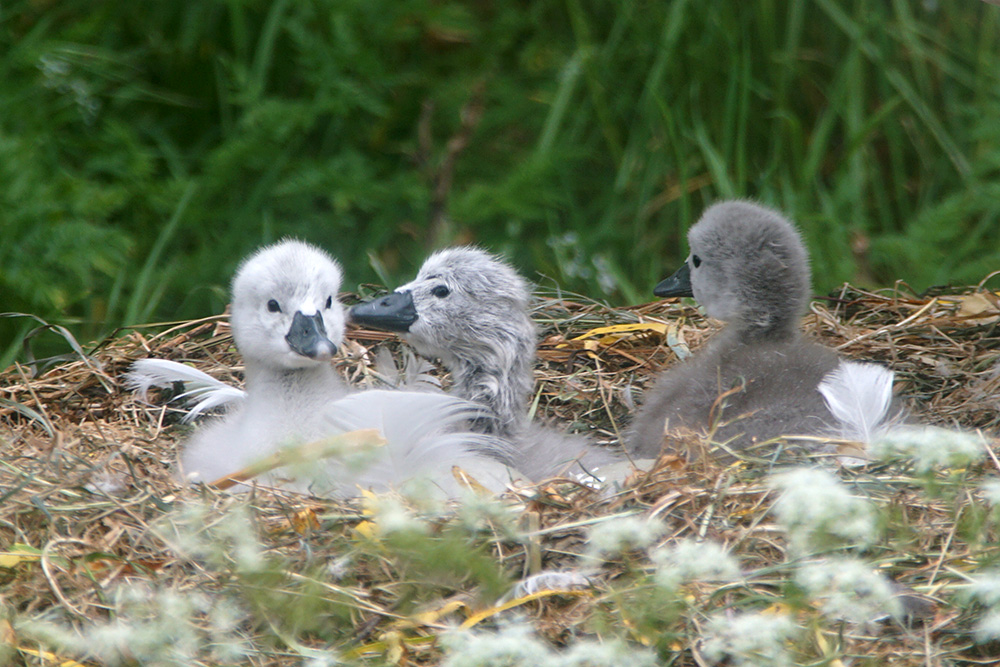 dvschend's tweet image. Beschuit met muisjes 😃. Vandaag uitgekomen (ik zag bij 1 het live gebeuren). Welcome the world 🥰😍🦢❤️

#zwaan #swanlife #swan