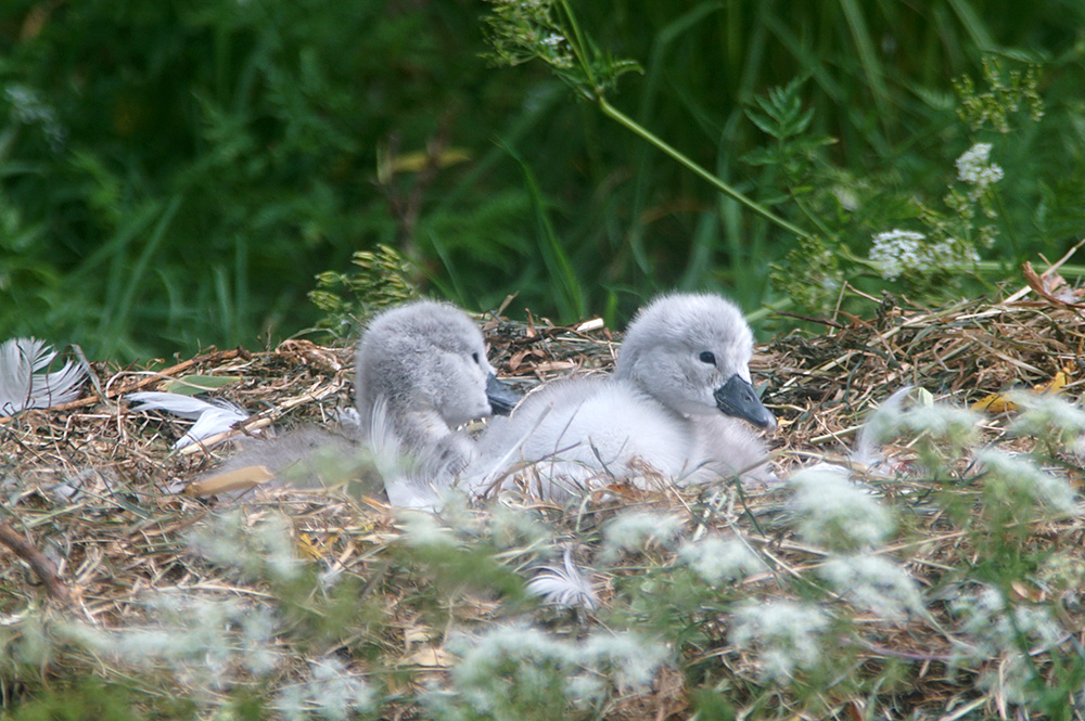 dvschend's tweet image. Beschuit met muisjes 😃. Vandaag uitgekomen (ik zag bij 1 het live gebeuren). Welcome the world 🥰😍🦢❤️

#zwaan #swanlife #swan