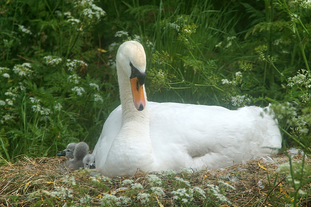 dvschend's tweet image. Beschuit met muisjes 😃. Vandaag uitgekomen (ik zag bij 1 het live gebeuren). Welcome the world 🥰😍🦢❤️

#zwaan #swanlife #swan