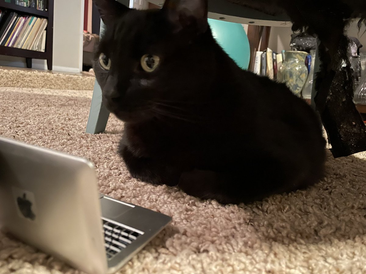 WednesdayAndNik's tweet photo. Just another manic Monday ~Nikolai 🐾 🎶 💻 #CatsOfTwitter #Monday #Mondays #MondayMood #MondayBlues #MondayMorning #Vibes #MondayFeeling #PanfurSquad #WorkingPets #WorkingFromHome #Working #MondayMotivation #BlackCat #BlackCats #catstagram #wfh #WorkLifeBalance https://t.co/Zk8RJlSkAO