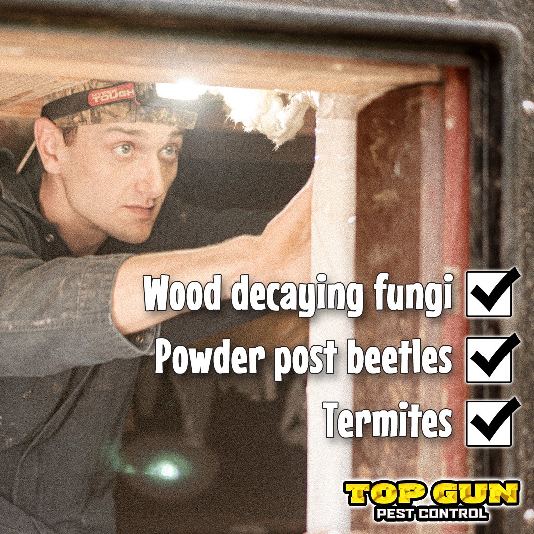 Top_Gun_Pest's tweet photo. All these issues can cause SERIOUS problems. 😩 

Let us help instead. ☎️ Contact us at (256) 234-7375 and we can inspect your crawl space for any potential issues. https://t.co/E1xUAj7sGI