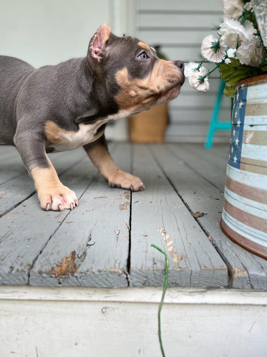kodathebully69's tweet photo. Koda🌸 https://t.co/1PAeEcLxng