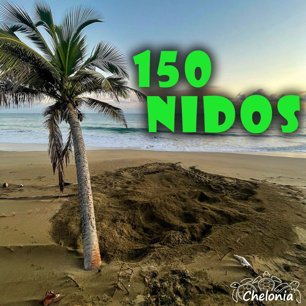 CheloniaPR's tweet photo. ¡Hoy llegamos a los 150 nidos en la reserva!
Aquí una comparación de nidos basados en años pasados a la fecha de Mayo 15.
2017: 105 final 199
2018: 205 final 358
2019: 128 final 223
2020: 129 final 217
2021: 167 final 317

#cheloniapr #chelonia #tortugas #turtle #tortugaspr https://t.co/YovwYF4b8S