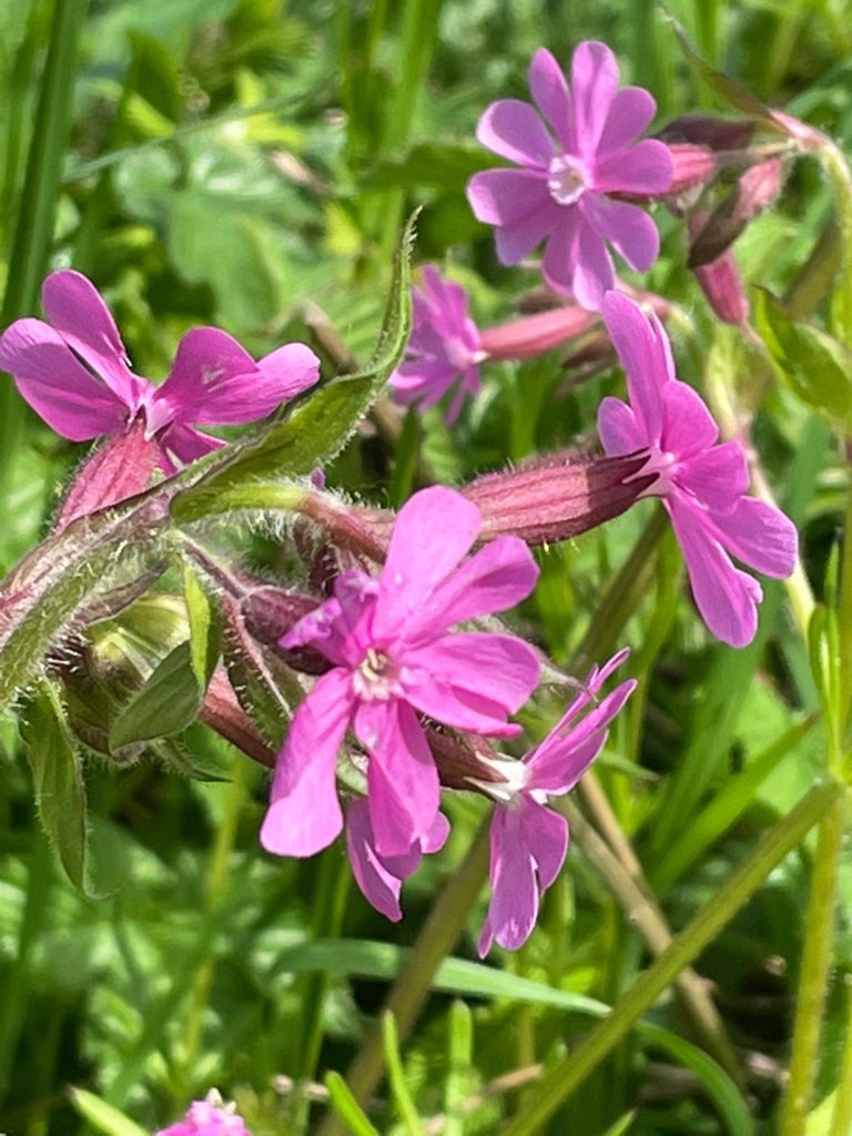 A late offering but here’s some Red Campion for the #WildflowerHour  #PinkFamily challenge 🌸 
#Wildflowers #NaturePhotography 
#TwitterNatureCommunity #Nature #ThePhotoHour