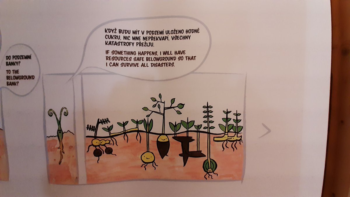 ExFuMo1's tweet photo. #ExFuMo visited the exhibition"Mysterious world of plant belowground" by @Jitka_Klimesova et al. at @Akademie_ved_CR
It was fascinating!
#GoBelowground #rhizome #bulb #clonality https://t.co/jRGgs4wVWH