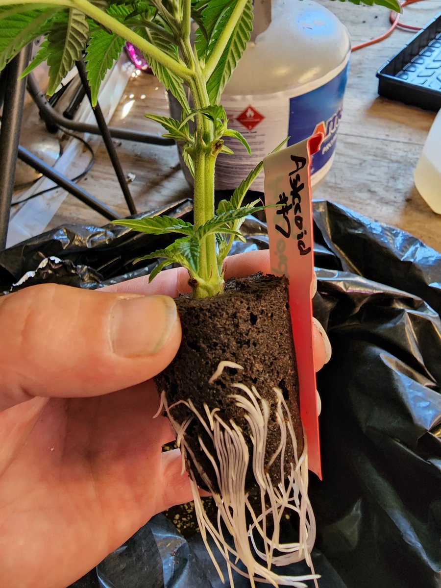Spectral Seed CO. tweet media