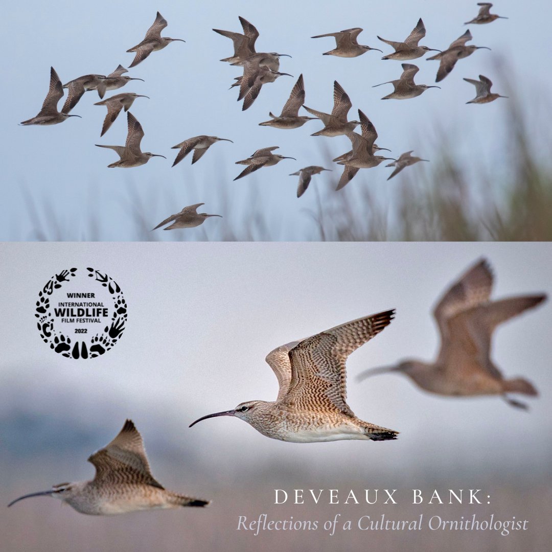 BlueTablePost's tweet photo. "Deveaux Bank: Reflections of a Cultural Ornithologist" wins #BestShort at the 2022 @wildlifefilmfest  🎉
🎧 #Sound at Blue Table by: #RichCutler Rich Cutler
🔆 #Color at Blue Table by: @BrianBoydColorist
https://t.co/3bQqyYAfvt
🦉@cornellbirds #bluetablepost #film #SC https://t.co/g4RhSkl376