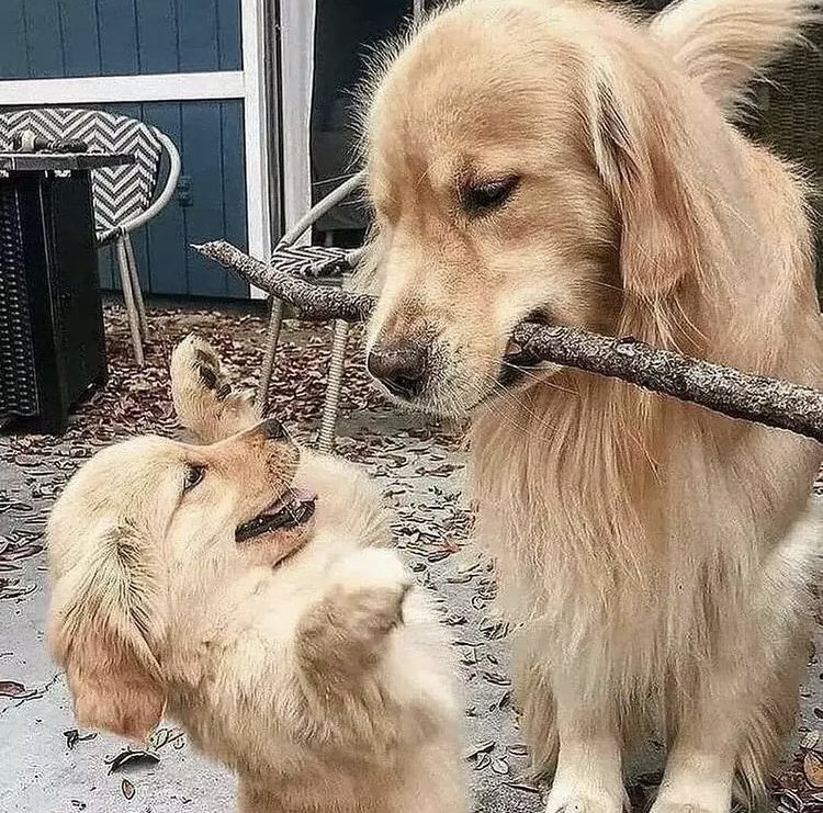 DogsWithRhymes's tweet photo. @dog_rates We found.
This stick!
Now we celebrate.
This high-five should do the trick!

🤩🤩💪 https://t.co/I176MN7ZxH