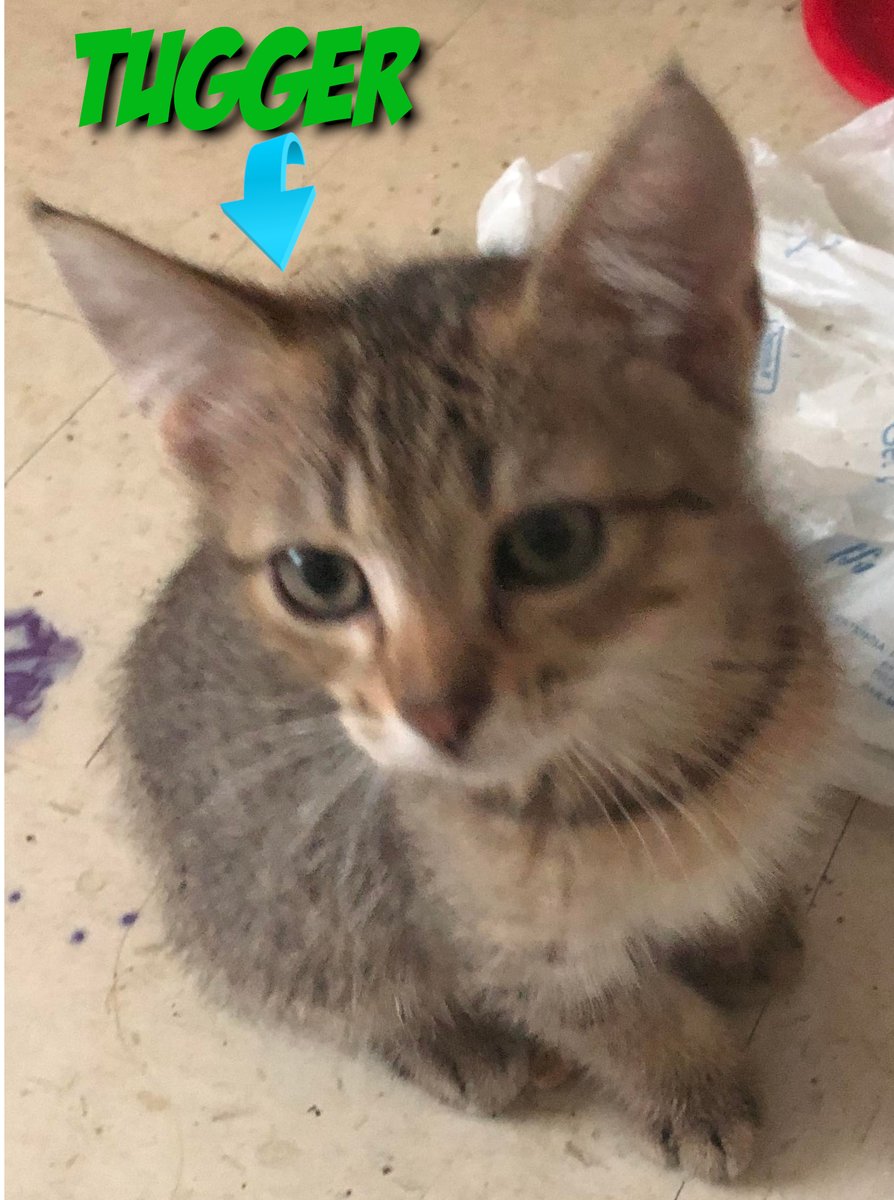 diagnosishorror's tweet photo. Here are the kittens. All 4 of them 3 boys one girl. Tigger and Tugger are twins with a slight color variation and Dobby is a sweet boy. Chonkers IS A HUGE KITTEN. Big ole Chonkin thing.. Love em soooooo much #cats #CatsOfTwitter #horror https://t.co/fuVOurKDpV