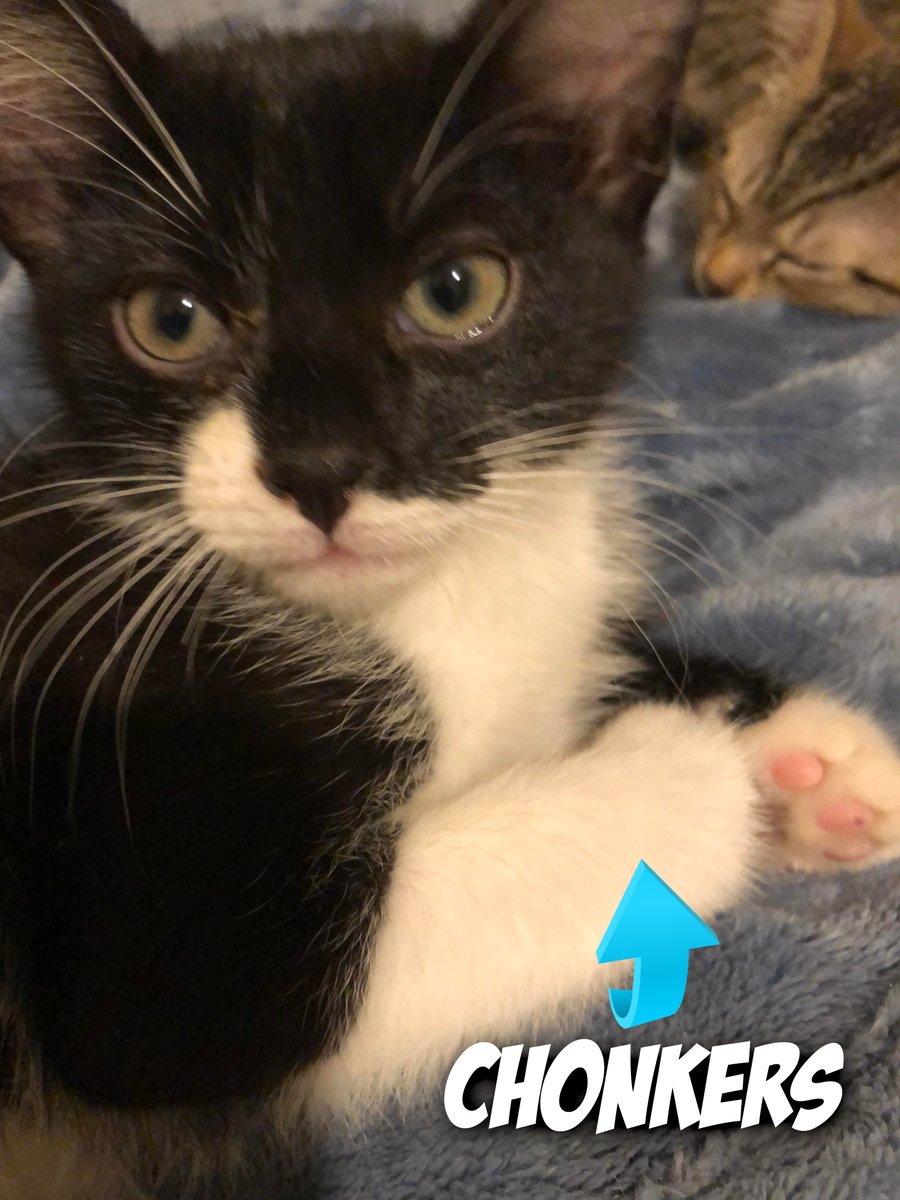 diagnosishorror's tweet photo. Here are the kittens. All 4 of them 3 boys one girl. Tigger and Tugger are twins with a slight color variation and Dobby is a sweet boy. Chonkers IS A HUGE KITTEN. Big ole Chonkin thing.. Love em soooooo much #cats #CatsOfTwitter #horror https://t.co/fuVOurKDpV