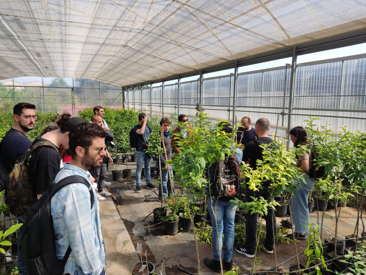 Freeclimb1's tweet photo. #students of #plantbiotechnology of @unict_it visited the @CREA_Ricerca, @Freeclimb1 partner, experimental farm where Dr #MarcoCaruso and Prof #GaetanoDistefano showed #phenotyping of #citrus hybrids to identify resistance sources to #malsecco disease and get resistant #lemons. https://t.co/70Z6A3DHdM