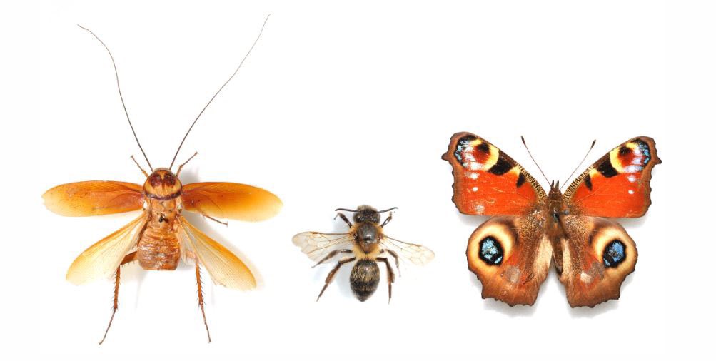 National Museum of Ireland (@nmireland) on Twitter photo About 11,500 different insect species have been discovered in Ireland. This #biodiversityweek join #Entomology Curator, <a href="/MusingMollusc/">Aidan O'Hanlon</a>, for a short online talk on the six-legged neighbours living around us! Register now for this talk- Friday 20 May @ 1.15 museum.ie/en-IE/Museums/… About 11,500 different insect species have been discovered in Ireland. This #biodiversityweek join #Entomology Curator, <a href="/MusingMollusc/">Aidan O'Hanlon</a>, for a short online talk on the six-legged neighbours living around us! Register now for this talk- Friday 20 May @ 1.15 museum.ie/en-IE/Museums/…