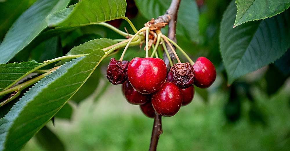 goodfruitgrower's tweet photo. Northwest growers pondering plans in the wake of the 2021 heat wave, which climatologist @ranknovice says may not be so uncommon in the future. https://t.co/Q7IQyUksjo https://t.co/dx77MM2CWs