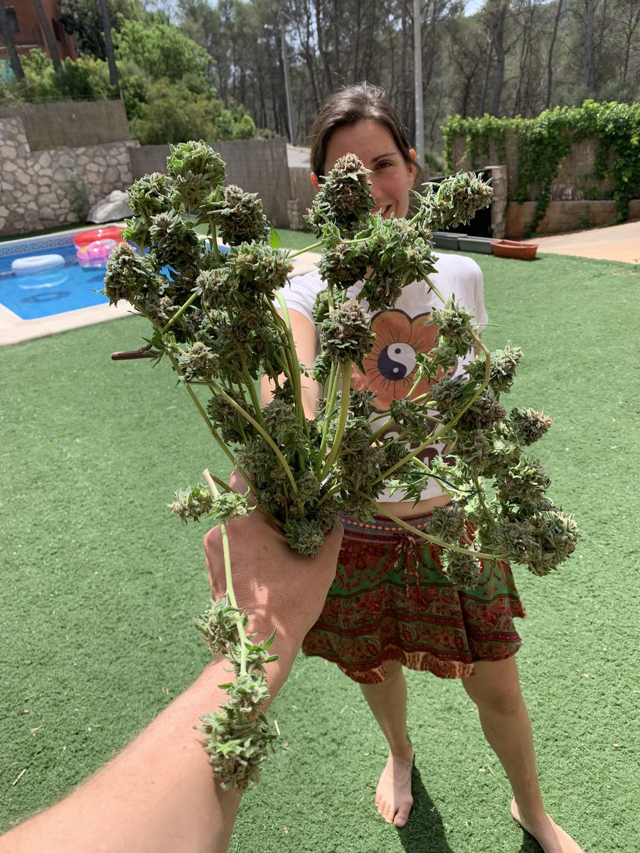 SuperGreenLab's tweet photo. Say it with flowers 💚 #sendweedpics #harvest #makeweednotwar https://t.co/cculnwd6EV