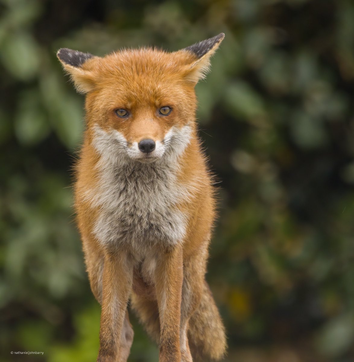 Wanted to share this here for <a href="/ChrisGPackham/">Chris Packham</a> #FoxOfTheDay 🦊 photographed last week after not seeing her for nearly a year 👌🏽