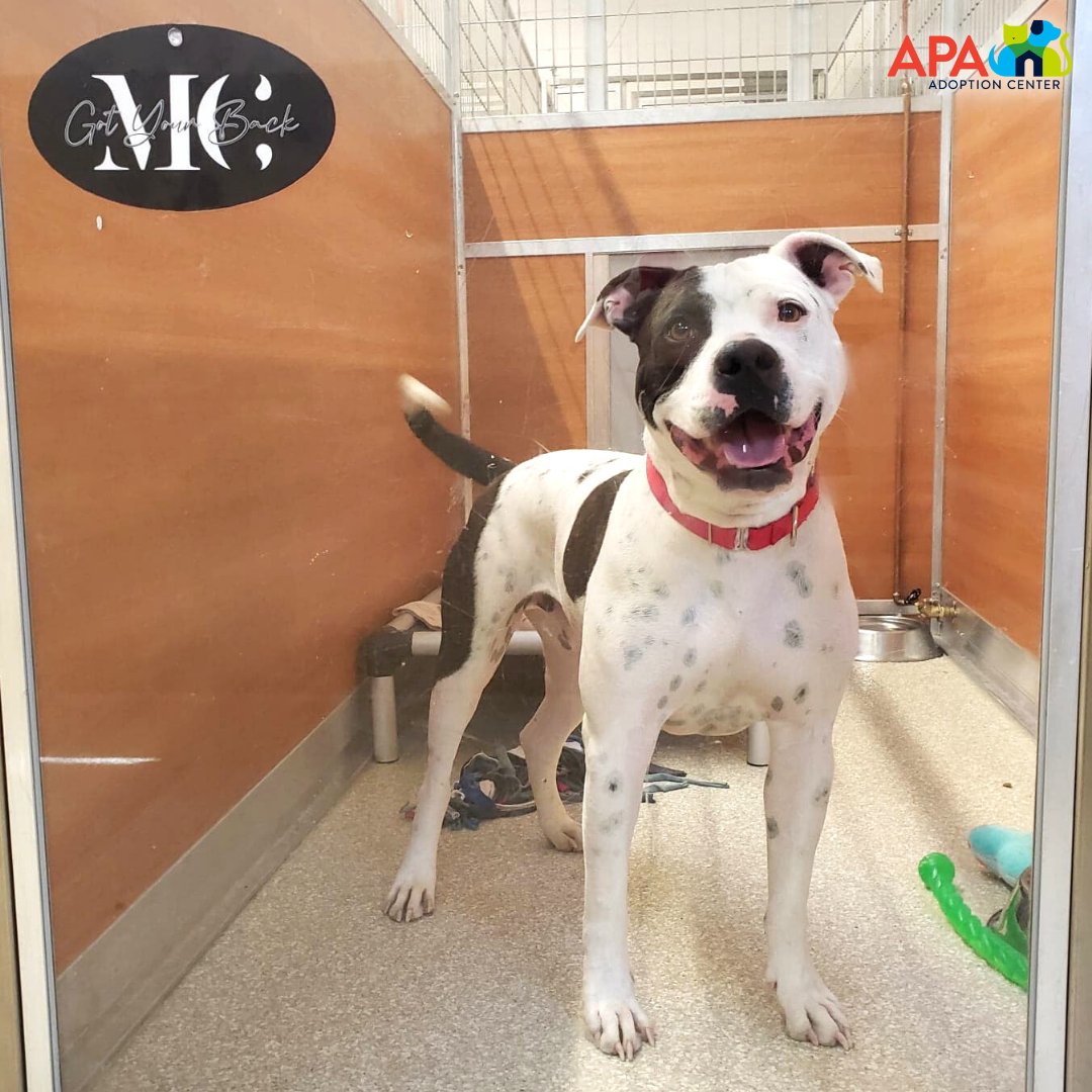 APAofMO's tweet photo. Jacques is the newest resident of our @MCGotYourBack sponsored kennel! This sweet 3 year old boy is friendly with children, very affectionate, and loves to go for car rides. For more info, visit: https://t.co/e58kBYtTZI.
#MCGotYourBack #BigDogsBigLove #APA #APAMO #AdoptDontShop https://t.co/y0qnLgGT8y