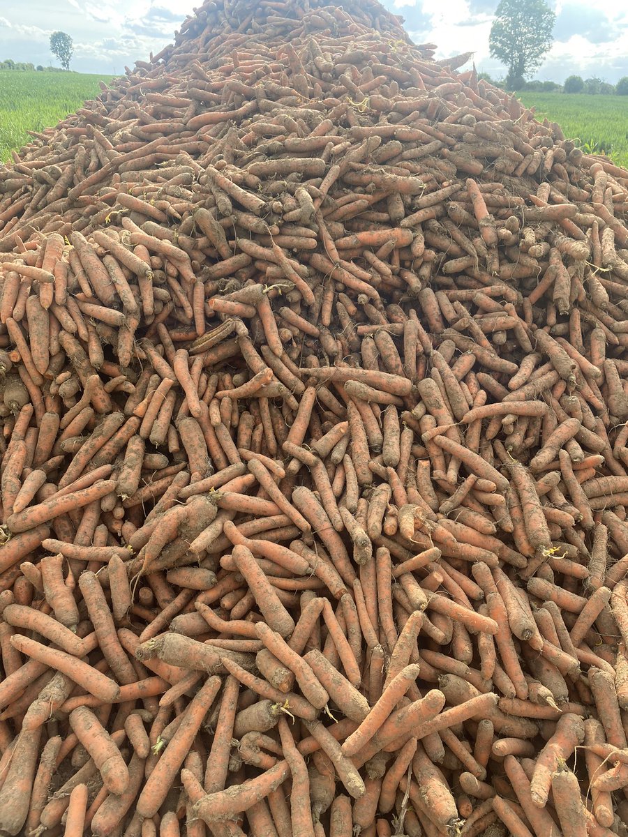 Pu…. On marche sur la tête, cette remorque invendue de carottes bio à été offerte gratuitement à une grande association qui a gentiment refusé car trop de terre. Hé bien pas grave mes voisins et mes petites vaches vont se régaler @ChLambert_FNSEA <a href="/JeromeDespey/">Jérôme Despey</a> <a href="/smessaertluc/">Smessaert Luc</a>