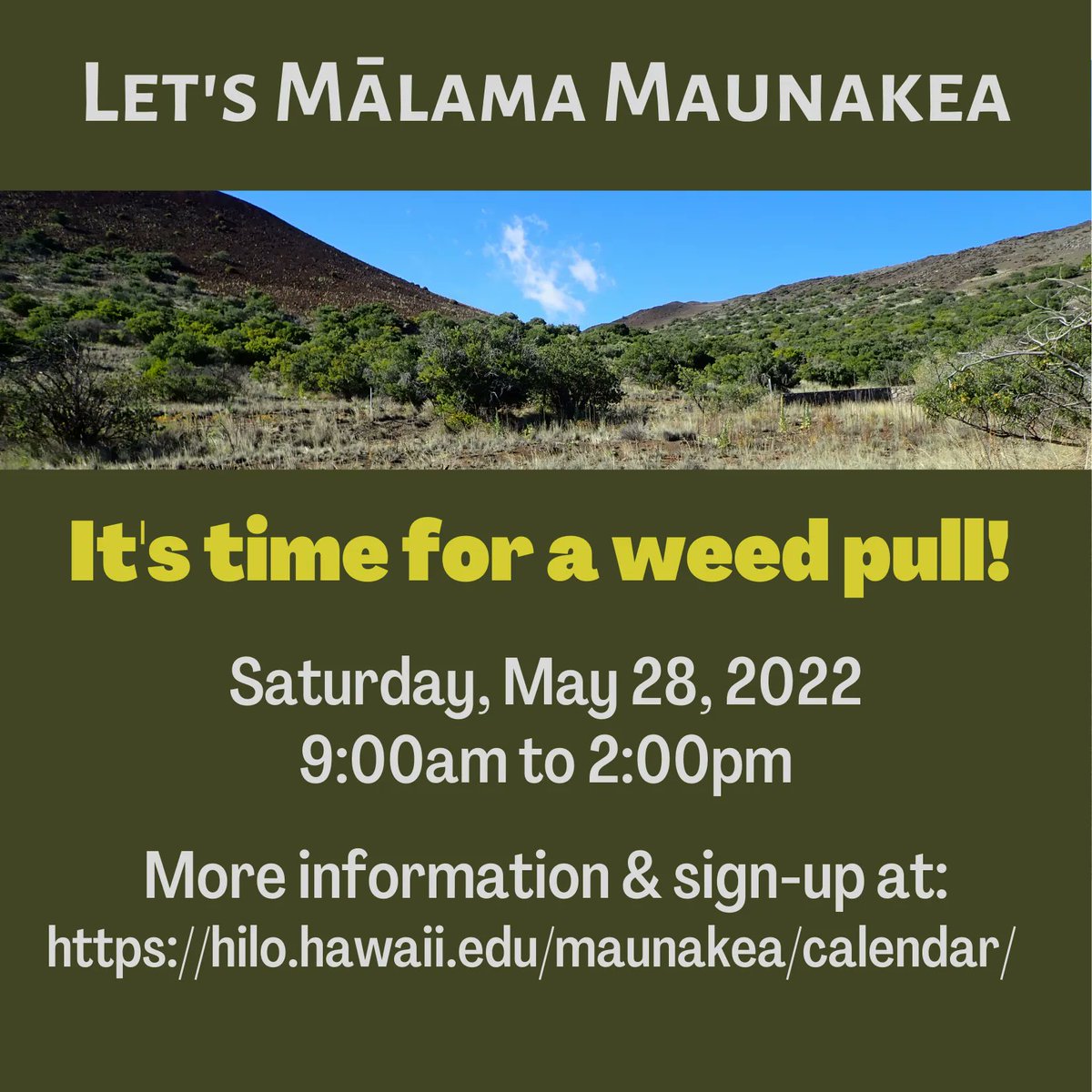 malamamaunakea's tweet photo. Sat, May 28, get out of the rain and help to #MālamaMaunakea! Removing invasive plants encourages #NativePlant growth &amp; reduces habitat for invasive arthropods. So far this year, volunteers have removed >900 lbs. of weeds! For more info and to sign up: https://t.co/Zv50QGl6Wr https://t.co/feO2LEKJvw