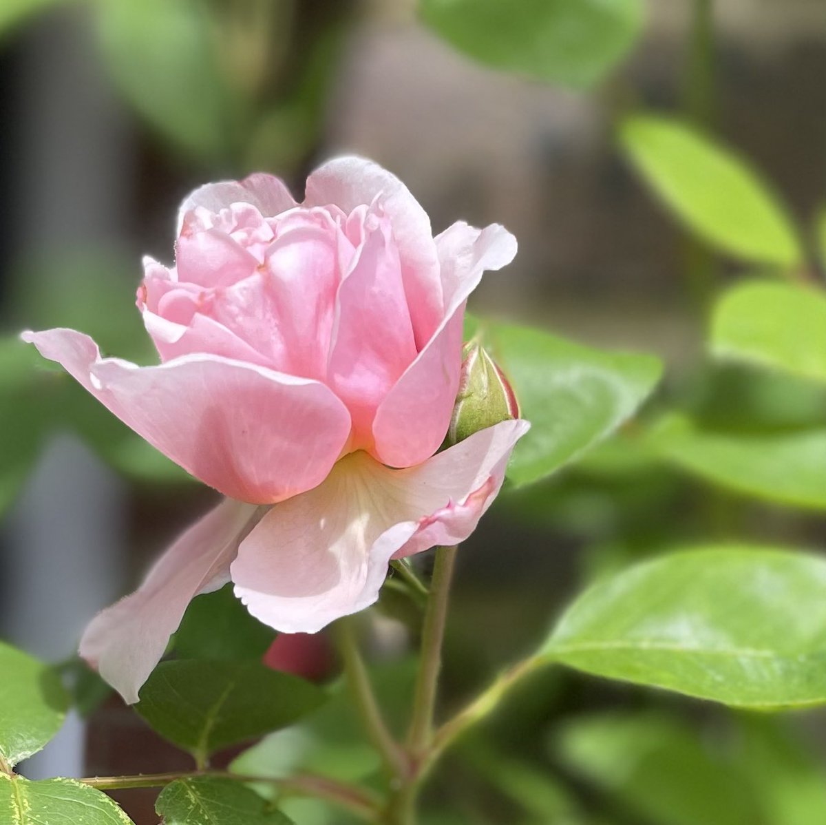 loveflowersday's tweet photo. Really lifted by coming home from work to these - starting to feel the grey clouds lifting…..hopefully. #blackcloud #heavyhead #MentalHealthAwarenessMonth #gardentweets #myreasonfortweeting #flowerfocus https://t.co/bp2SNSnDBQ