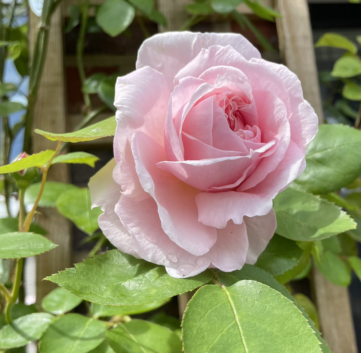 loveflowersday's tweet photo. Really lifted by coming home from work to these - starting to feel the grey clouds lifting…..hopefully. #blackcloud #heavyhead #MentalHealthAwarenessMonth #gardentweets #myreasonfortweeting #flowerfocus https://t.co/bp2SNSnDBQ