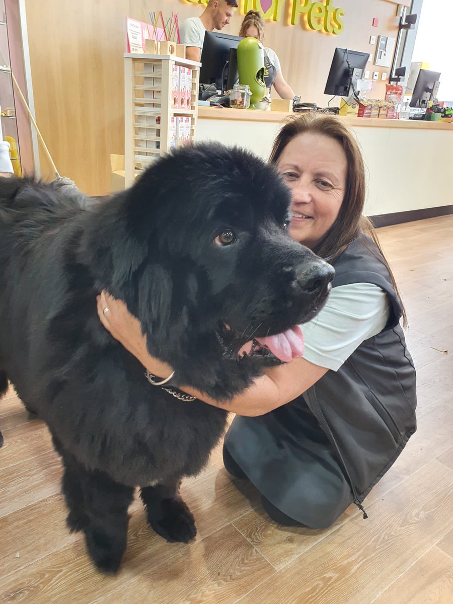 Cuddles with Chester the newfoundland  🐶 #tamworth #puppylove #welovepets #jfpclan #venturaretailpark #petshopuk #petretaileroftheyear #justforpets #love #cuddles