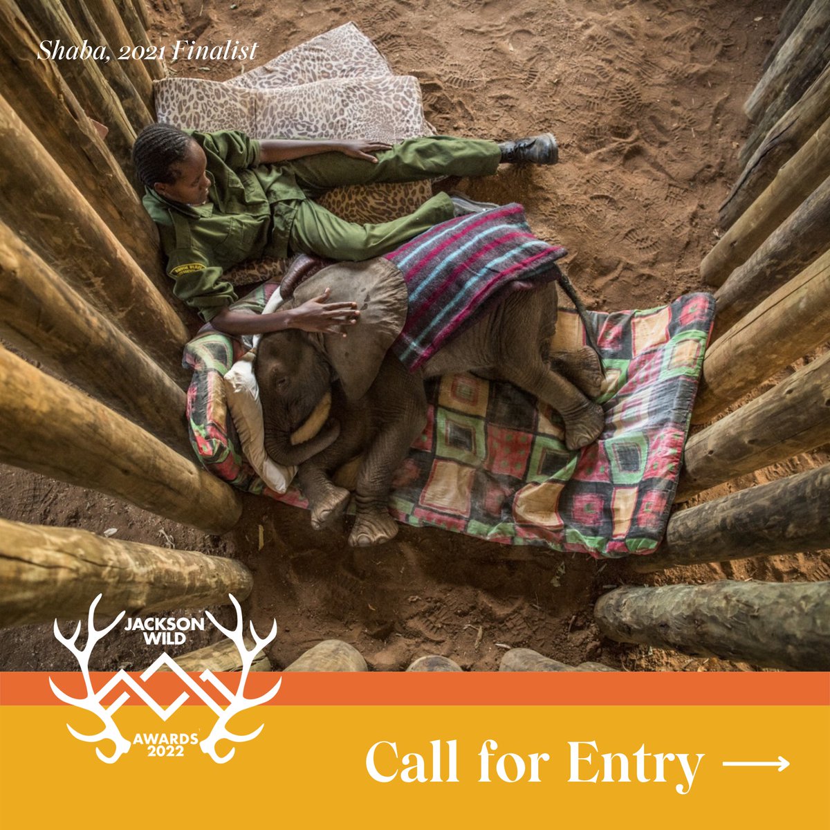 JacksonWild's tweet photo. Seeking entries to the 2022 Jackson Wild Media Awards, celebrating excellence and innovation in nature, science and conservation storytelling. Projects completed since June 1, 2021 are eligible; competition deadline is June 1. Enter your film today at https://t.co/slNz6yI8Tn 🎬 https://t.co/w7Yq3RYOsa