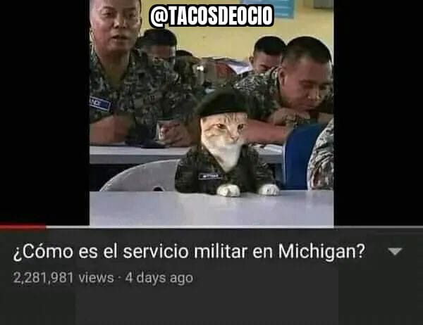 tacosdeocio's tweet photo. #gatitos #gatos #michi #michis #tacosdeocio #serviciomilitar https://t.co/o0qhjAVicz