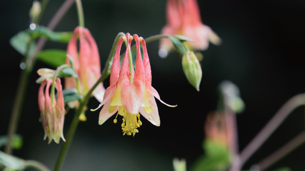 BarbraEtches's tweet photo. Wild #columbine  

#growmeinstead #wildflowers https://t.co/nLS5z3lAkT