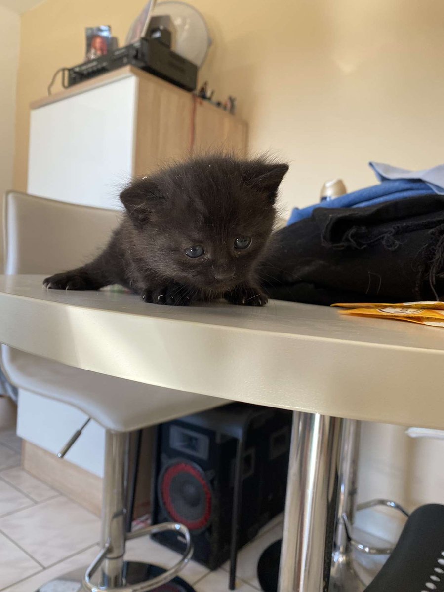 keziasrn's tweet photo. URGENT !!! ⚠️
Je donne 2 mignons petits chatons d’environ 1 mois je pense. Je les ai trouvé dans mon mur d’appartement au Creusot. Ils ne demandent qu’une famille qui saura leur donner beaucoup d’amour.
RT appréciés ! https://t.co/ewdB2354aC