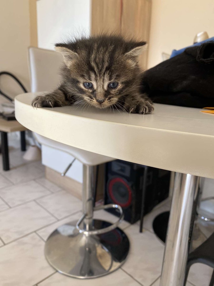 keziasrn's tweet photo. URGENT !!! ⚠️
Je donne 2 mignons petits chatons d’environ 1 mois je pense. Je les ai trouvé dans mon mur d’appartement au Creusot. Ils ne demandent qu’une famille qui saura leur donner beaucoup d’amour.
RT appréciés ! https://t.co/ewdB2354aC