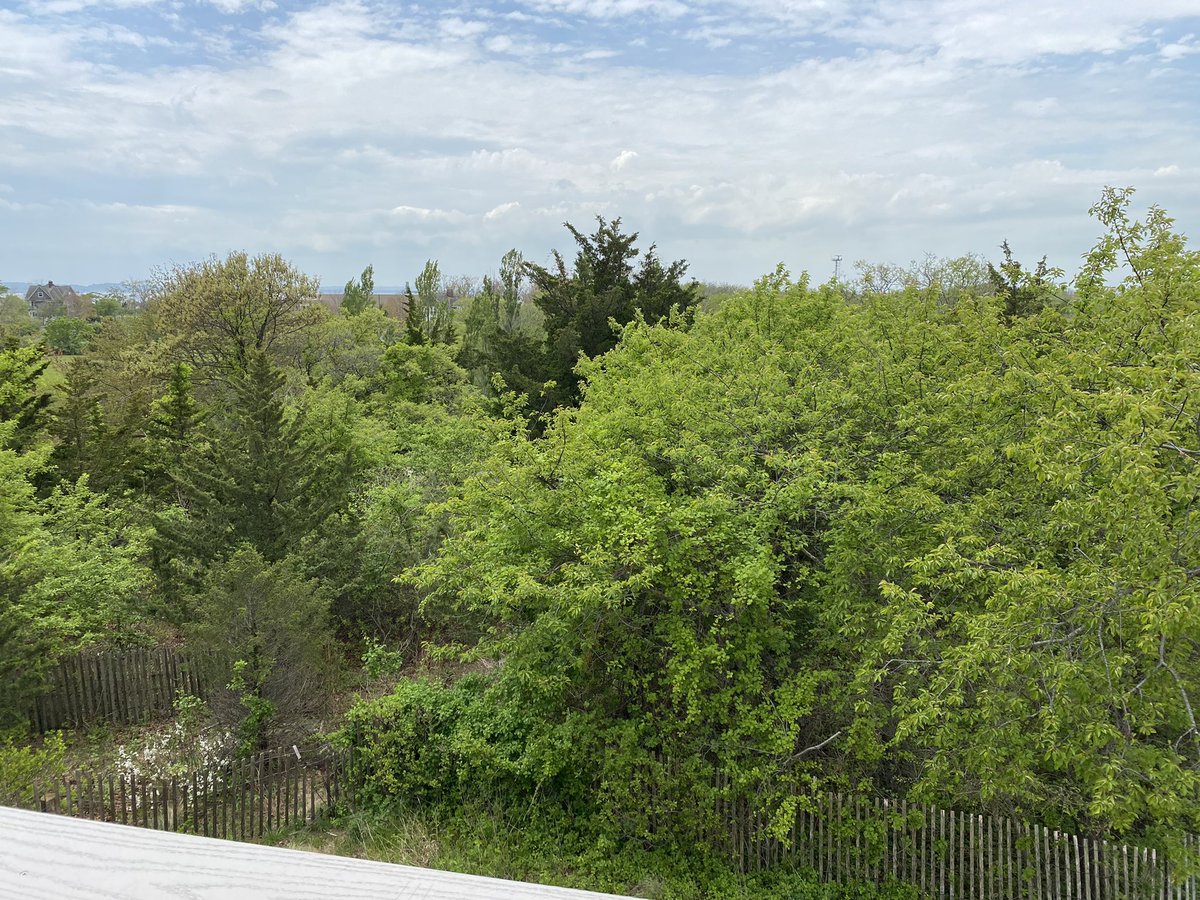 lemurqueen's tweet photo. @GatewayNPS Views from the hawkwatch platform at Sandy Hook of Oriental Bittersweet strangling the native Cherry trees. Soon there will be no habitat for birds at one of the best birding spots in NJ with no one managing the invasive species there.  #InvasiveSpecies https://t.co/hoVHpp3DOS