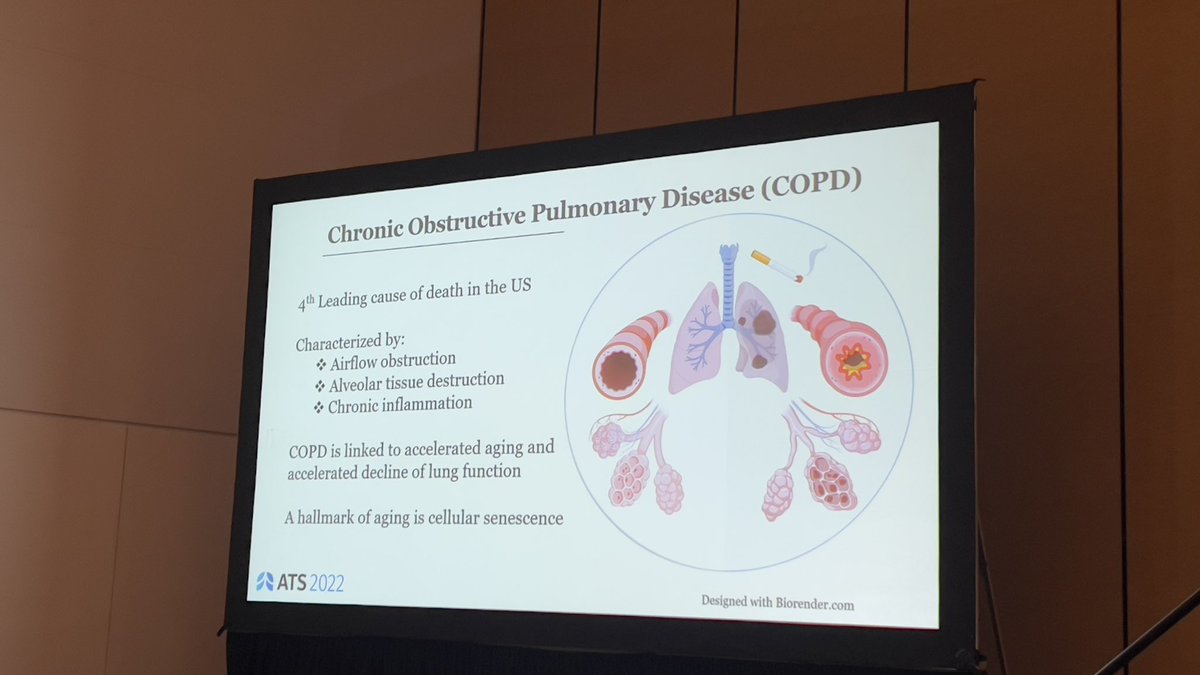 Our own @corrine_kliment with a fantastic presentation about the #Mythbuster approach in COPD #ATS2022 The devil is in the detail and highlighting senescence heterogeneity. Lots of exciting research to be done! #ThisIsPACCM #thefutureisbright @PACCM