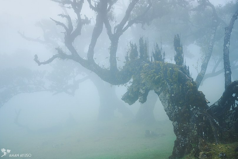 aman_ayuso's tweet photo. The Magic  #boira #fog #arbre #tree #forest #natura #spring #primavera #nature #naturephotography #color #aman_ayuso https://t.co/SOwHVs3Tnp https://t.co/pyUebUxCmk