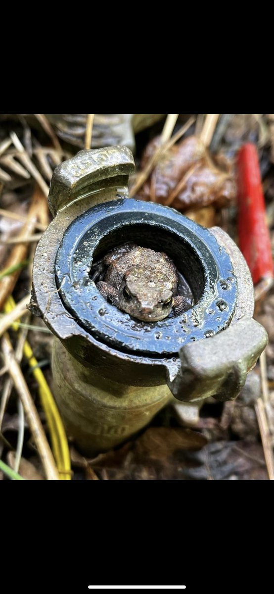 GolfNizels's tweet photo. 🐸

#irrigation #golf #greenkeeper
#wildlife https://t.co/EToOJG0Egt