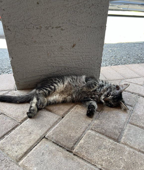 my sweet baby kitty kona passed away today and i&rsquo;m so heartbroken :( https://t.co/4OIL4cU1aA