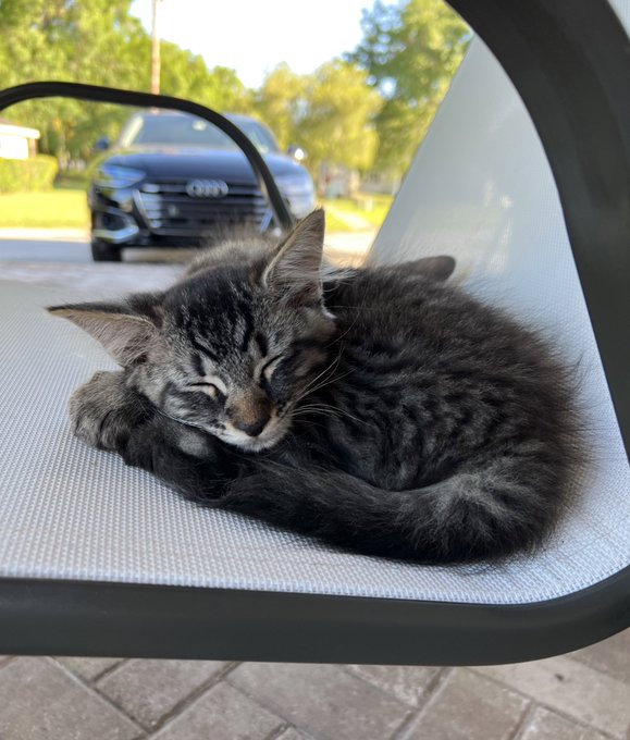 my sweet baby kitty kona passed away today and i&rsquo;m so heartbroken :( https://t.co/4OIL4cU1aA