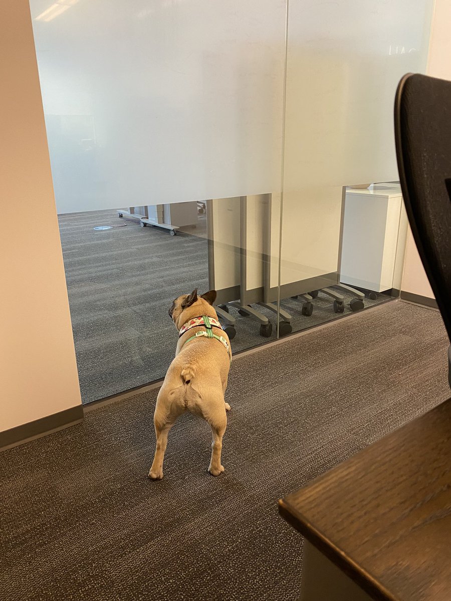 staceymakes's tweet photo. Had to bring my dog to work. We should hire her as the #msftgarage dog @MicrosoftLife https://t.co/JmxSp3JaS4
