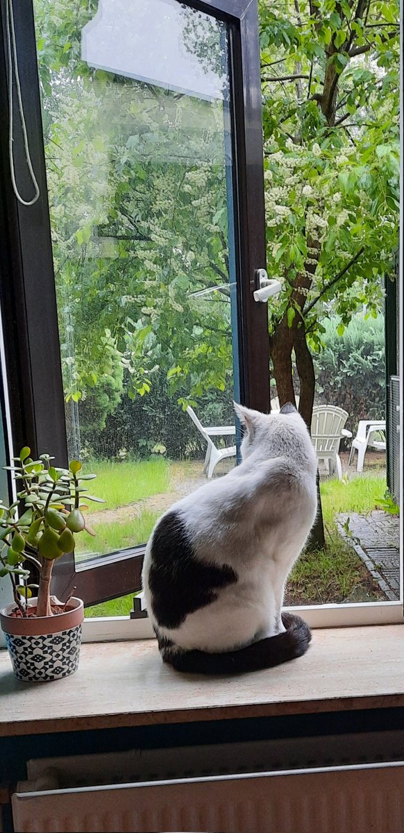 PluisjePanda's tweet photo. Regen. Bah. Lekker in het gras liggen kan nu niet. Pluisjes horen niet nat te worden 😞 https://t.co/42uvKqfL54