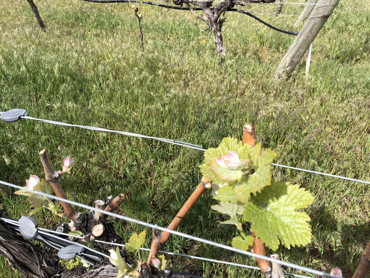 N_BaudouinCG's tweet photo. Interested in #AgTech tools for tomorrow’s #winemaking ? I m in Penticton and Kelowna w/ @BF_NorthAmerica to meet with local wineries/wine makers and 🇫🇷#winetech companies and explore business opportunities that help manage risk & support sustainable agriculture #GrowBC https://t.co/EAadZGfvb9