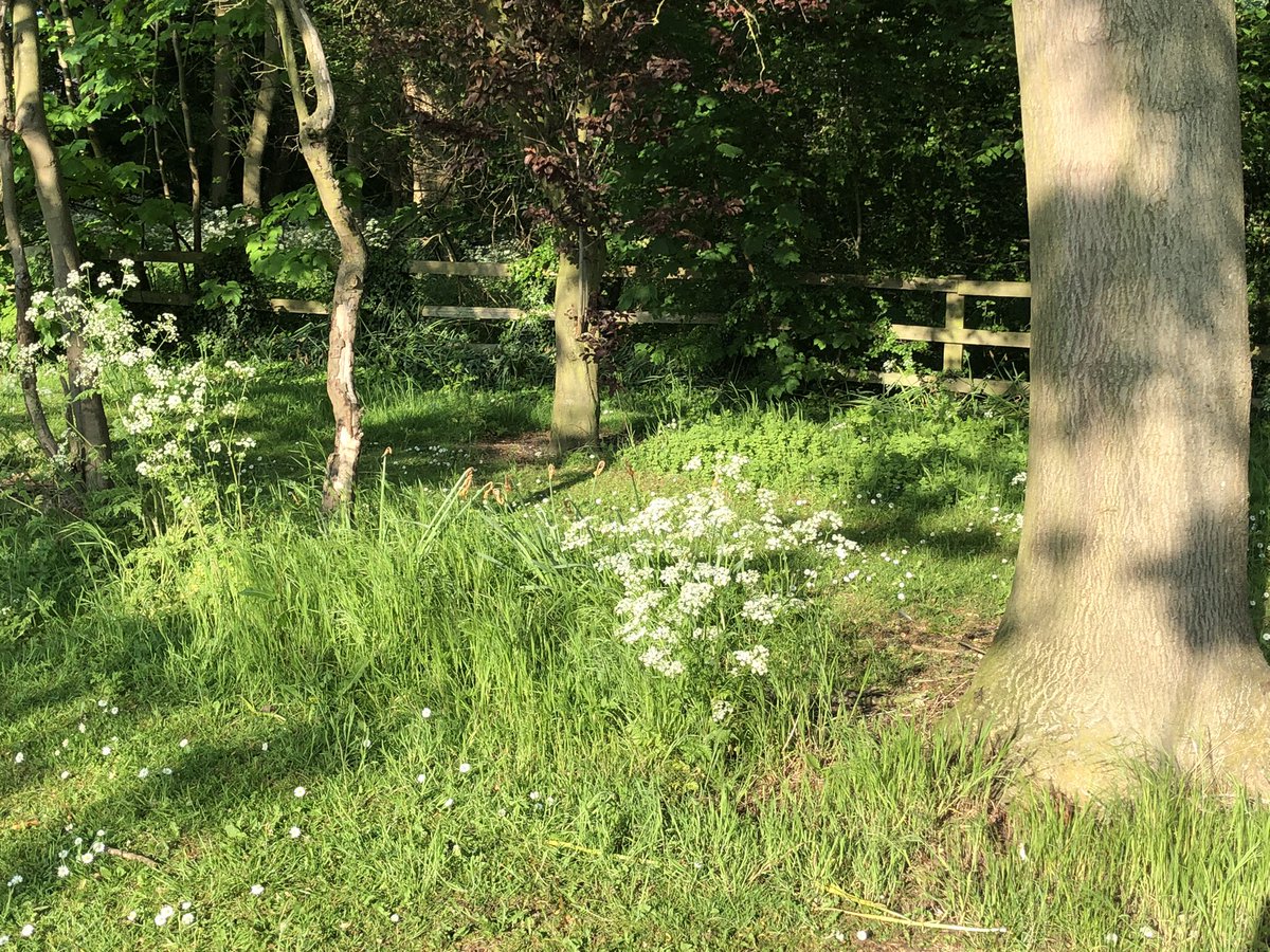 ClaireGribben6's tweet photo. Thanks @East_Riding for leaving parts of the grass wild near Dene Woods Cottingham. I love the look plus the wildlife like it too #NoMowMay #leftfornature https://t.co/GLDqZ76rjp
