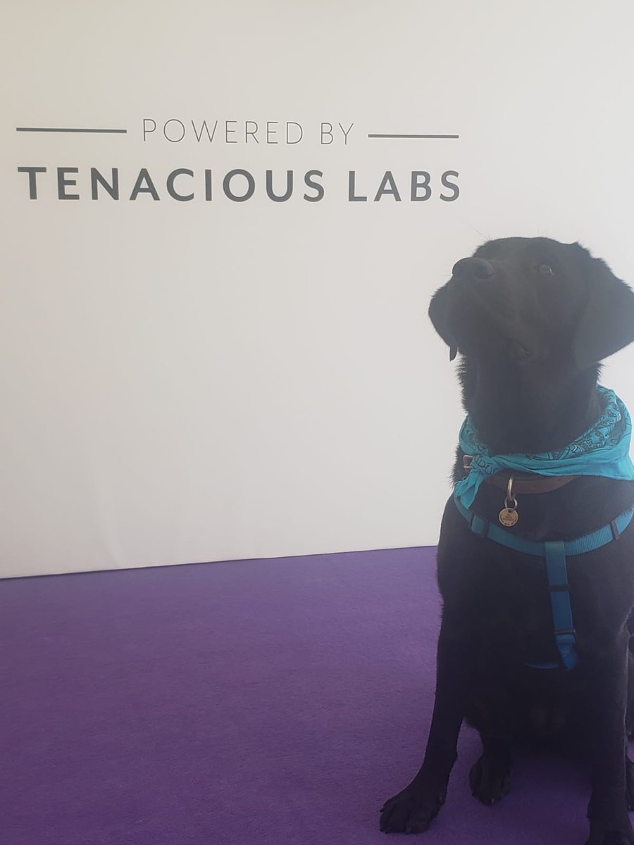 Nicdoran's tweet photo. @TenaciousLabs, Ethel would like to know if this  is the type of lab you mean? 😂 Thank you for supporting Chatsworth horse trials. It was a fabulous weekend @ChatsworthHT https://t.co/0W7fruKfTL