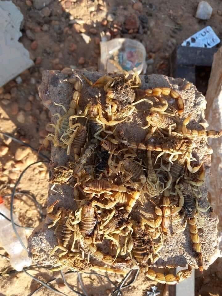 Osmantom's tweet photo. الصوره دي من منطقه المناصير  المنطقه بتعاني من مشكله العقارب من15 سنه لغايه الان الحكومه ماقادره توفر المصل حاليا توفي 5 اطفال والسنه الفاتت تقريبا 176طفل 
#اطفال_المناصير 
#انقذو_اطفال_المناصير 
#شير https://t.co/Fu64W5Y8Ef