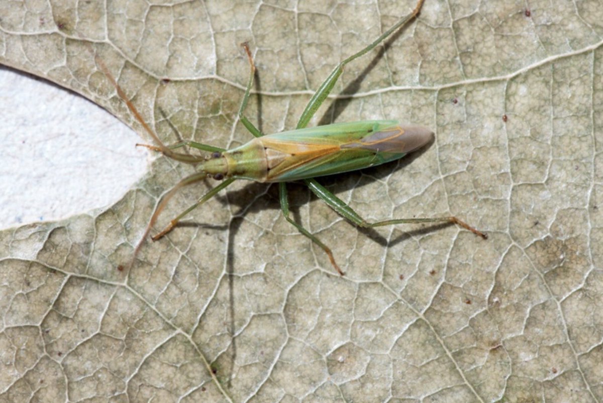 MothTrapper48's tweet photo. Stenodema laevigata from my patch this morning. #mirid https://t.co/NAOYjXe3CD