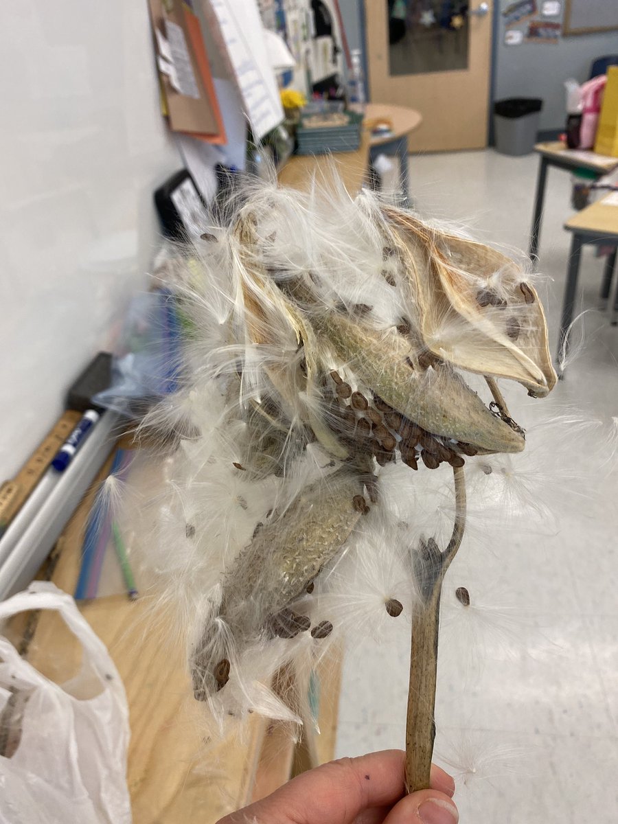 AnneSeniuk's tweet photo. Today we are investigating seeds!! Needless to say, milkweed seeds and maple seeds were the most popular!! @KanataHighlands https://t.co/hUZ8u55lju