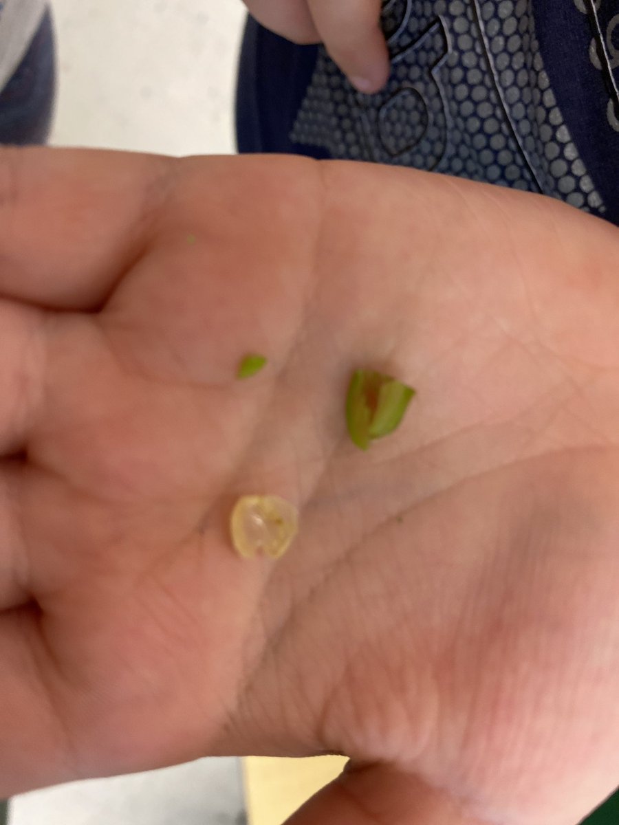 AnneSeniuk's tweet photo. Today we are investigating seeds!! Needless to say, milkweed seeds and maple seeds were the most popular!! @KanataHighlands https://t.co/hUZ8u55lju