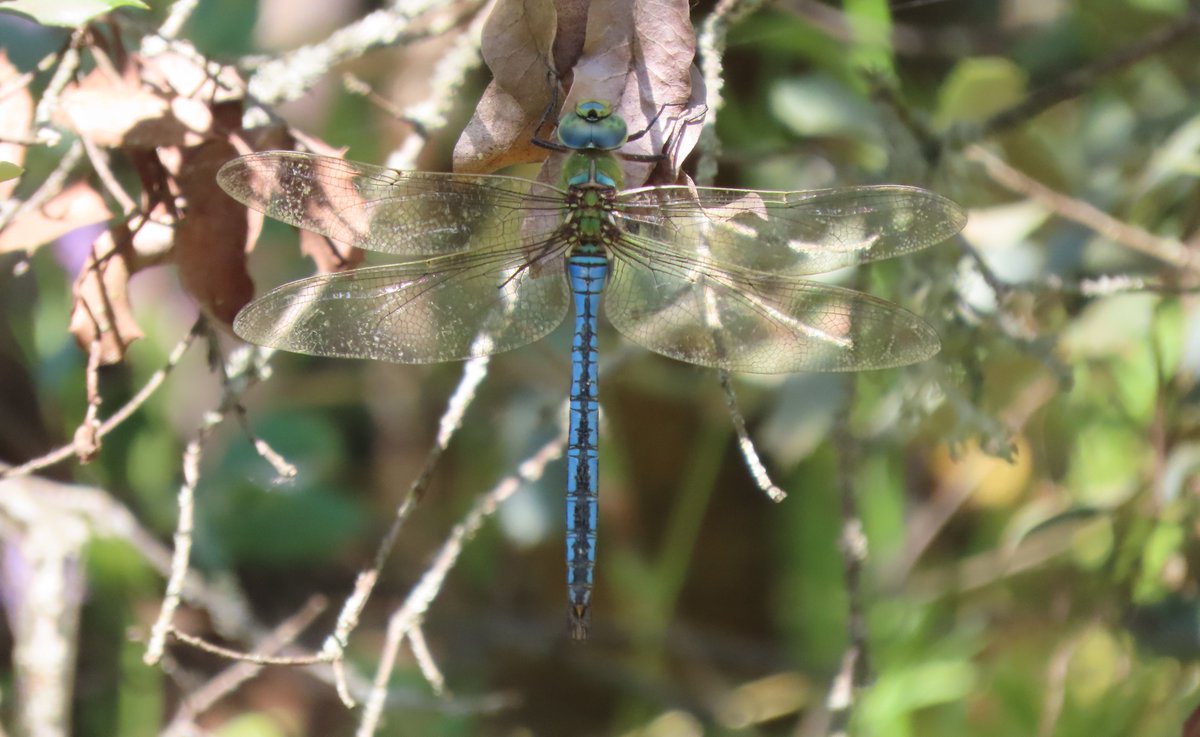 POchruros's tweet photo. Mi primera libélula 2022, es preciosa, ¡qué ilusión!
¿Puede ser un macho de libélula empreador, Anax imperator? #Odonato #Libélula #DragonFly https://t.co/qun5rlYnyW