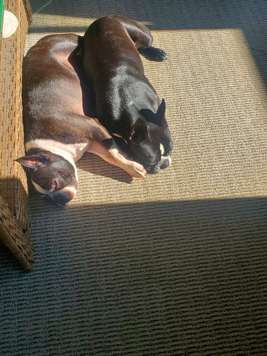 Hi Twitter Family. It's been a while.  Harley &amp; Jango enjoying some afternoon sun puddles.🌞☀️🌻🦴🐾🦴