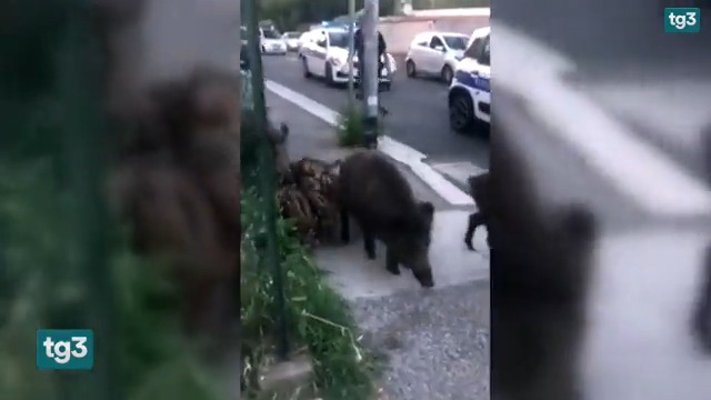 Tg3 On Twitter L allarme Per La Peste Suina Attesa Un ordinanza Per 