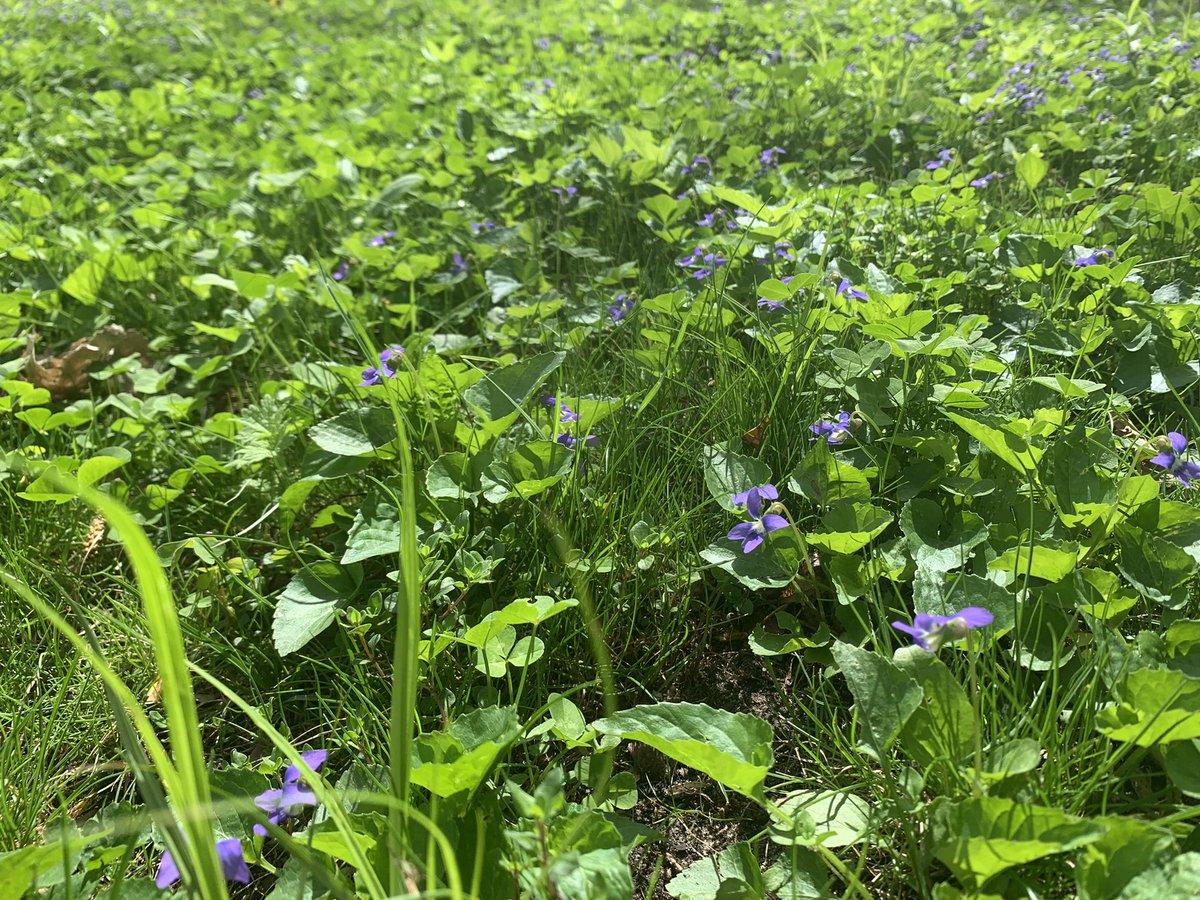 #pollinators are loving my #beelawn!  🐝The violets, thyme, clover are welcoming all.  As #Lawns2Legumes says…”Your lawn can BEE the change” to increase biodiversity and for #Cleanwatermn too! #growinggreenhearts💚
