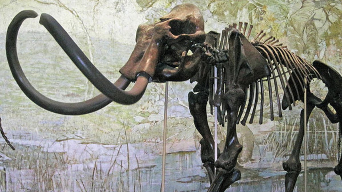 squidbooks's tweet photo. ❓Good or bad idea? Scientists are studying the DNA of the woolly mammoth, an animal that lived in the Cenozoic Era, and some want to resurrect the species.
🦣https://t.co/eLVxCK03m9 
#STEMDay #middleschool #edutwitter #PersonalizedLearning https://t.co/LotrX1xoWS
